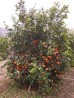 Seedless Kinnu Plant